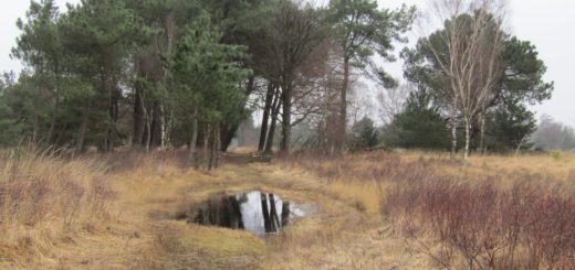 Dit was een leuk pad. Deze was plas nog de kleinste die wij moesten oversteken.