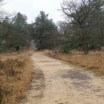 Dit was ook een leuk pad. Langs heide en door bos.