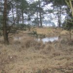 Ook hier in het bos waren er ondergelopen gebieden.