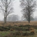 Hoe mooi wil je het hebben? Heide en een paar bomen en veel wazigheid door de regen in de lucht.