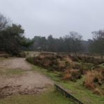 Middenin Kampina staat dit herdenkingsteken aan Pieter van Tienhoven, de penningmeester van Natuurmonumenten.