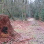 Over dit hele leuke bosweggetje liep de wandeling ook.