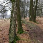 Over dit hele leuke bosweggetje liep de wandeling ook.