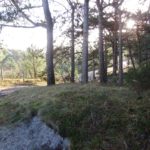 Een leuk paadje met hele mooie contrasten van de invallende zon.Een leuk paadje met hele mooie contrasten van de invallende zon.