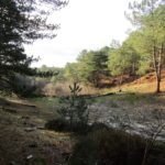 Dat duinen ook een heel mooi bos kunnen bevatten, bewijst deze foto.