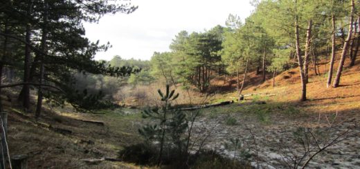 Dat duinen ook een heel mooi bos kunnen bevatten, bewijst deze foto.