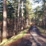 Dit is een heel mooi bospad.