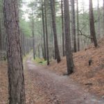 Dit hele mooie bospad was onderdeel van de wandeling.