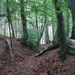 Een leuk paadje door het bos