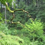 Een heel fraai gevormde tak