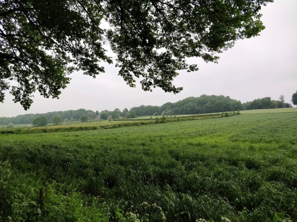 Net uit het bos zagen wij dit groot grasveld