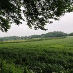 Net uit het bos zagen wij dit groot grasveld