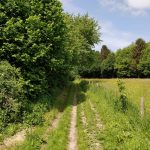 Een mooi paadje langs het bos en langs een veldq