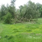 Dit paadje ging door heel veel groen