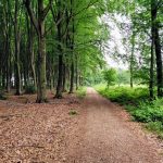 Dit paadje ging weer door het bos, aan afwisseling geen gebrek