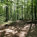 Zelfs hier midden in het bos zijn de paadjes heel erg mooi