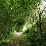 Aan mooie paadjes geen gebrek gedurende deze wandeling