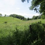 Een paadje in de schade van wat begroeiing