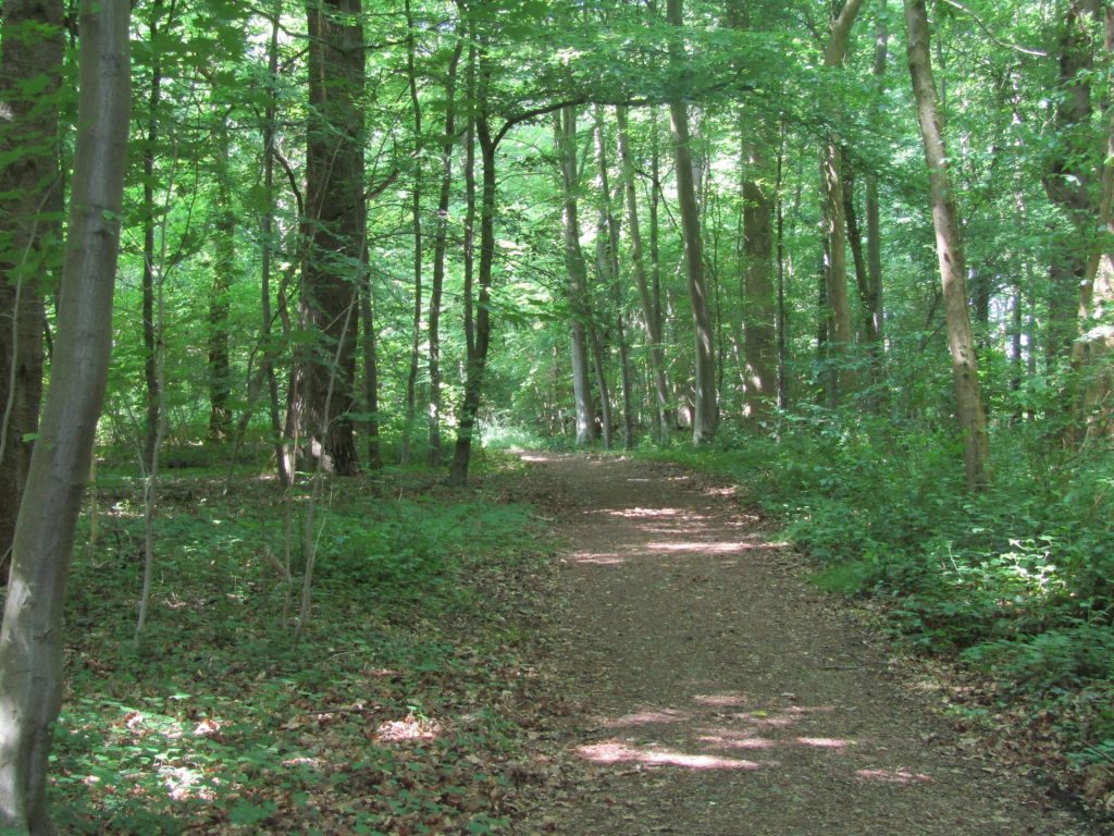 Vlak voor Valkenburg liepen wij nog door dit mooie bos