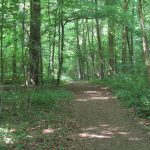 Vlak voor Valkenburg liepen wij nog door dit mooie bos