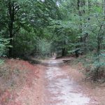 Een heel mooi bospaadje.