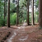 Een fraai bospaadje met wat meer licht.