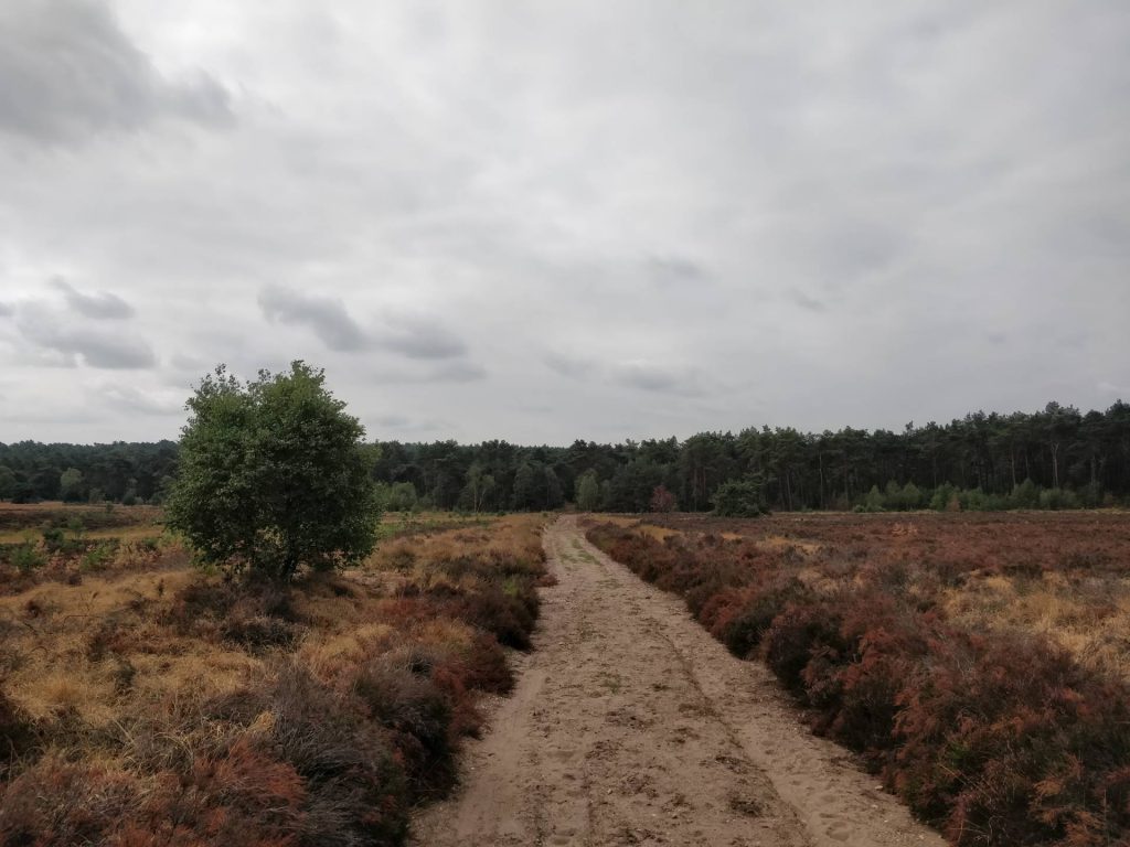 Een heel fraai stuk heide moesten wij over steken.