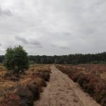 Een heel fraai stuk heide moesten wij over steken.