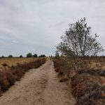 Een heel fraai stuk heide moesten wij over steken.
