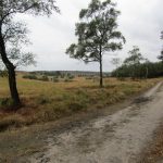 Ook langs de rand was de heide erg fraai.