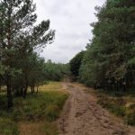 Zo langs de rand van de heide was dit bospaadje ook erg mooi.