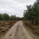 Een geweldige mooie natuur in Nederland met hele fraaie bospaden.
