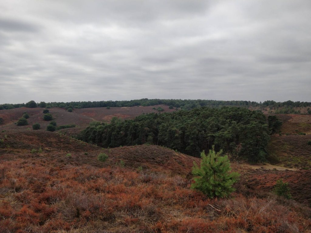 Ook hele spectaculaire uitzichten over de heide hadden wij genoeg gedurende deze wandeling.