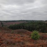 Ook hele spectaculaire uitzichten over de heide hadden wij genoeg gedurende deze wandeling.