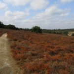 Het blijft toch erg mooi zo een stuk heide.