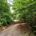 Een heel fraai pad in een heel fraai bos.