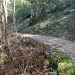 Bos en groen. Wat een weelde om te zien.