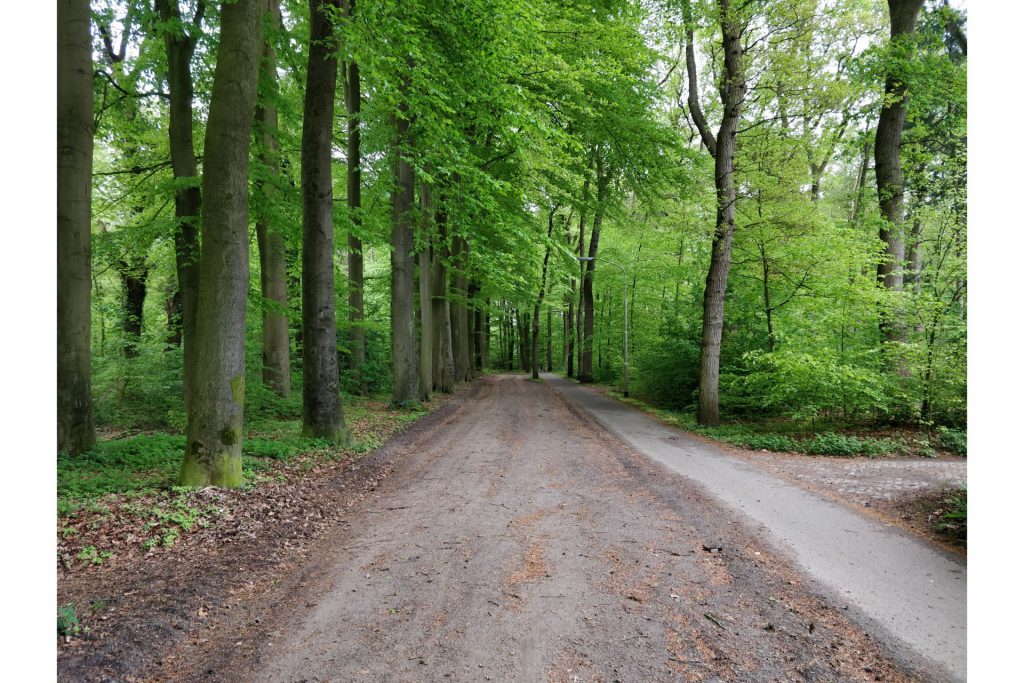 In het begin van de wandeling liepen wij over dit mooie bosweggetje.