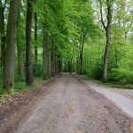 In het begin van de wandeling liepen wij over dit mooie bosweggetje.