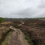 Dit leuke pad over de heide was erg mooi.