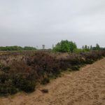 Een fraai stuk heide staken wij ook nog over in deze wandeling.