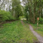 Dit leuke pad liep tussen een stuk bos door.