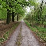 Middenin het bos liepen wij een heel stuk over dit pad.