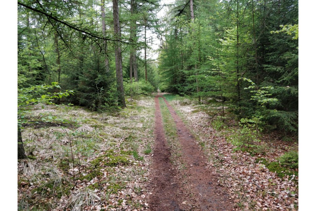 Een leuk pad dwars door het bos heen.