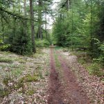 Een leuk pad dwars door het bos heen.