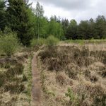 Een leuk pad over een stukje heide en gras.