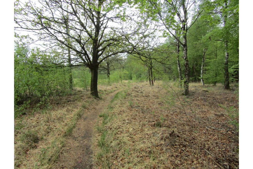 Een leuk pad langs een bos en een stuk heide.