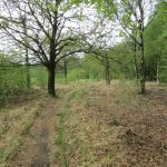 Een leuk pad langs een bos en een stuk heide.