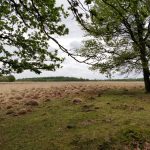 Een heel fraai uitzicht.