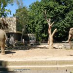 Olifanten in Zoo Berlin